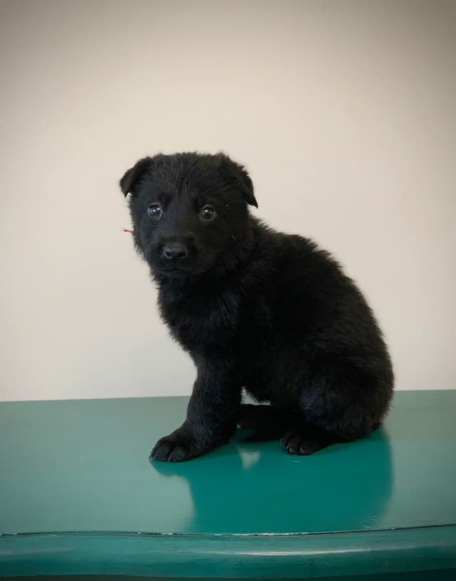 German Shepherd Dog Puppies media 6