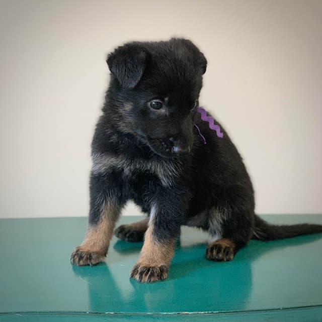 German Shepherd Dog Puppies media 9