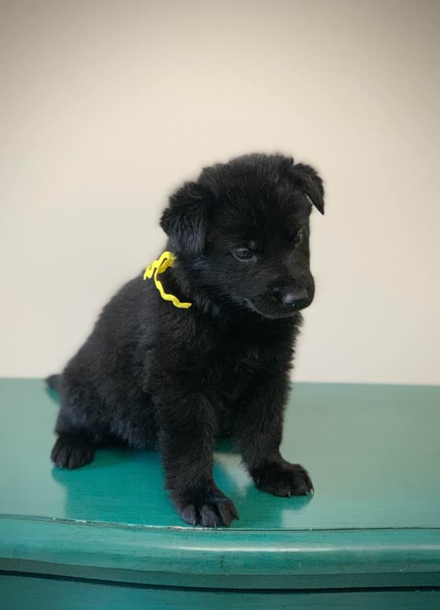 German Shepherd Dog Puppies media 11