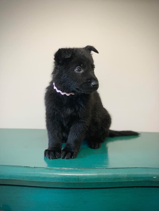 German Shepherd Dog Puppies media 5