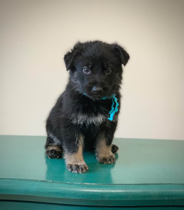 German Shepherd Dog Puppies media 12