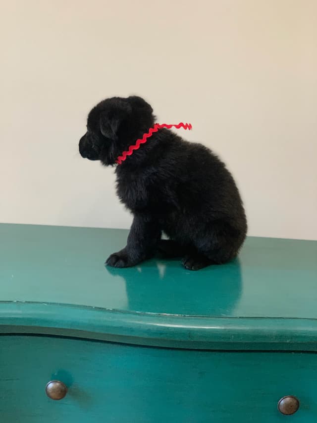 German Shepherd Dog Puppies media 7
