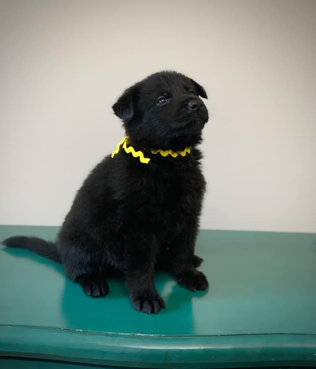 German Shepherd Dog Puppies media 10