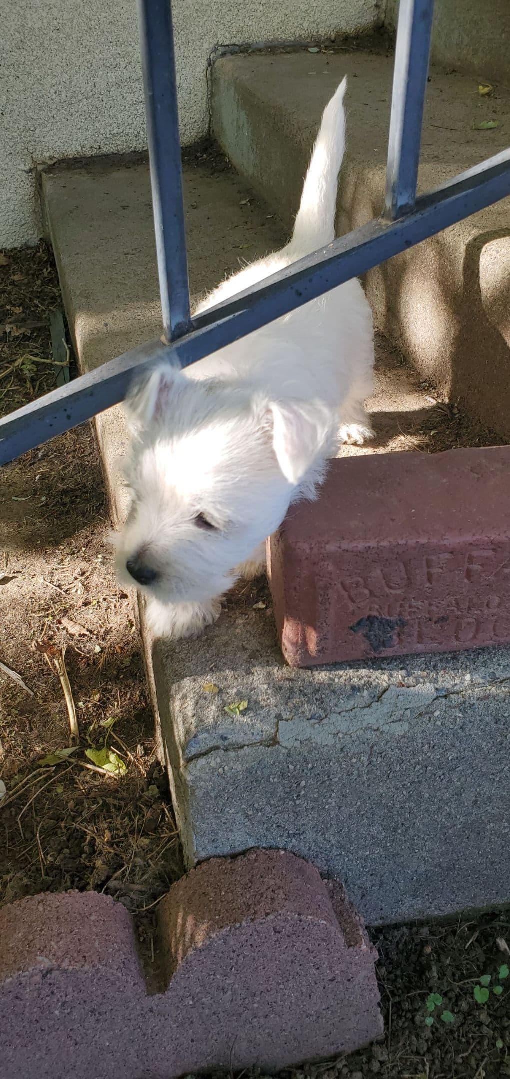 West Highland White Terrier Puppies breeder image 1