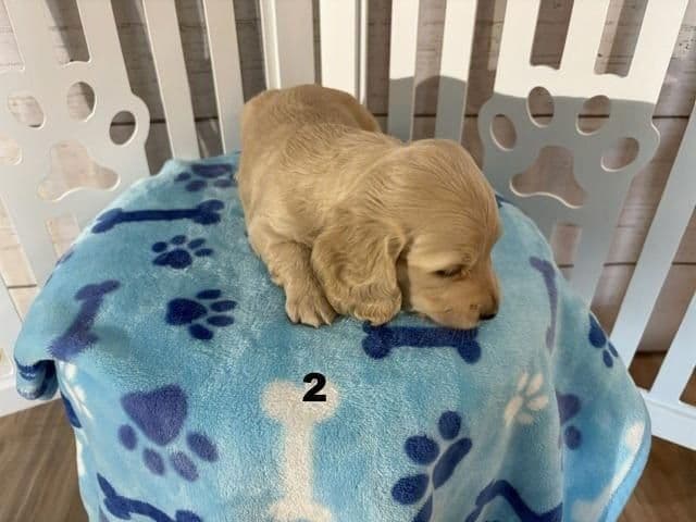 Long-Haired Miniature Dachshund Puppies media 2