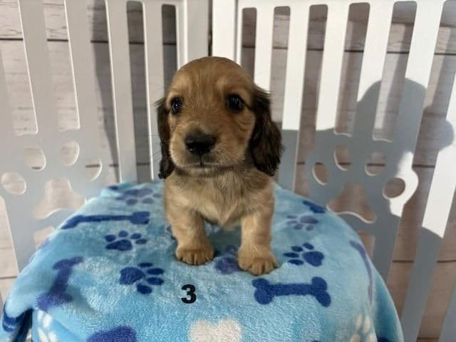 Long-Haired Miniature Dachshund Puppies media 3