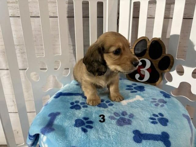 Long-Haired Miniature Dachshund Puppies media 4