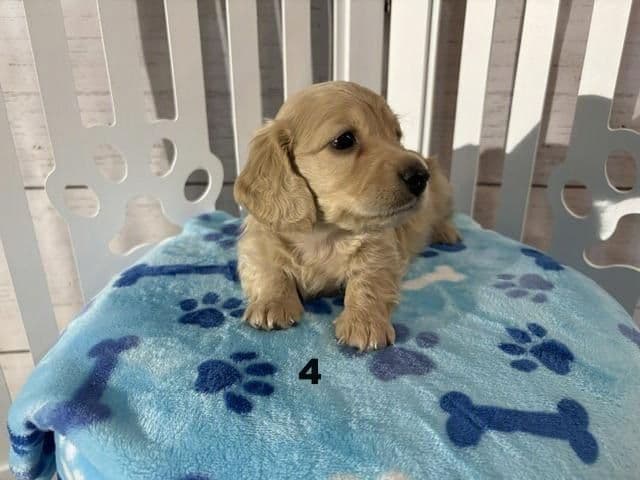 Long-Haired Miniature Dachshund Puppies media 5
