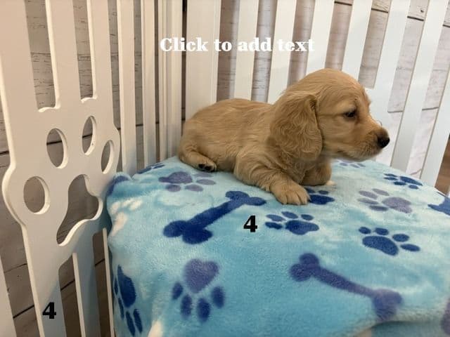 Long-Haired Miniature Dachshund Puppies media 6