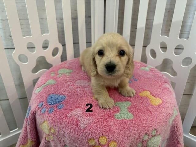 Long-Haired Miniature Dachshund Puppies media 7