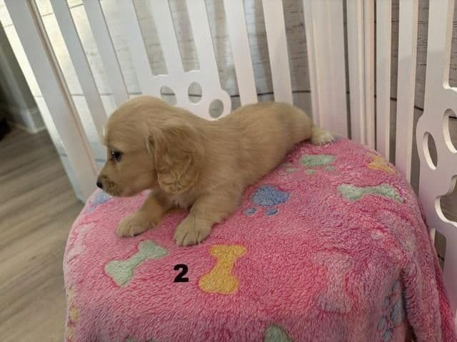 Long-Haired Miniature Dachshund Puppies media 8