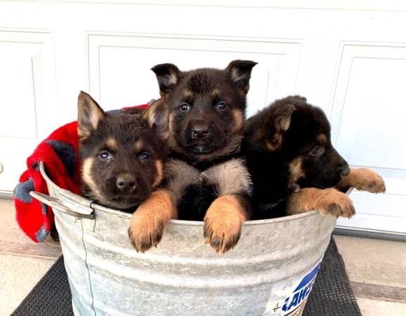 $375 Pembroke Welsh Corgi Puppies❤️🐾Text or Call 717-928-8980 breeder image 1