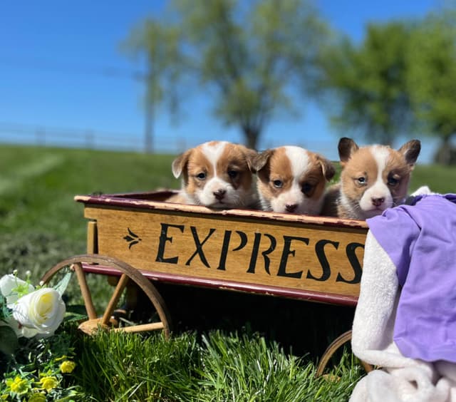 $375 Pembroke Welsh Corgi Puppies❤️🐾Text or Call 717-928-8980 media 11