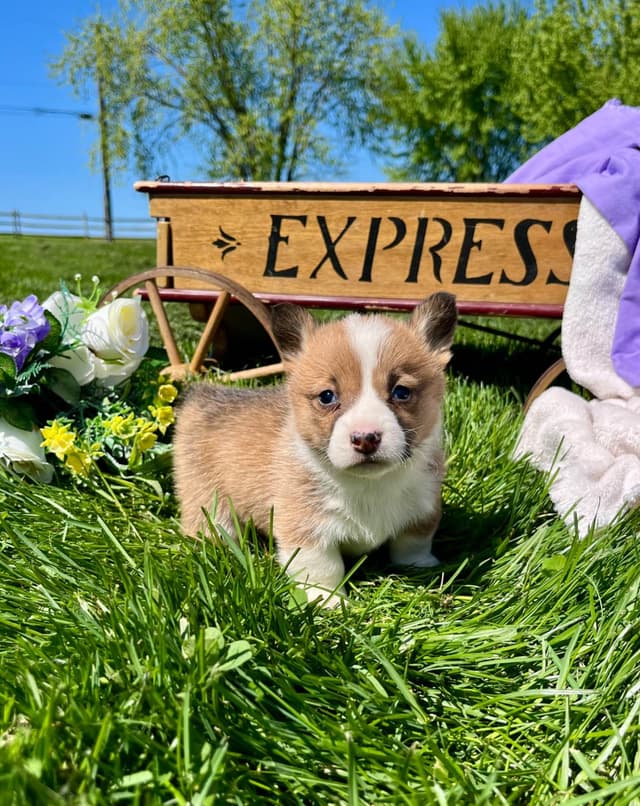 $375 Pembroke Welsh Corgi Puppies❤️🐾Text or Call 717-928-8980 media 12