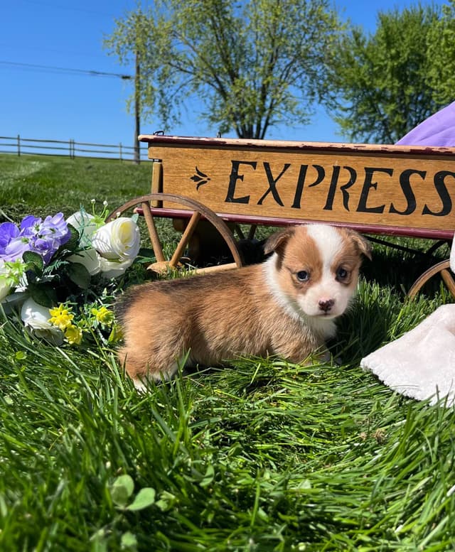 $375 Pembroke Welsh Corgi Puppies❤️🐾Text or Call 717-928-8980 media 17