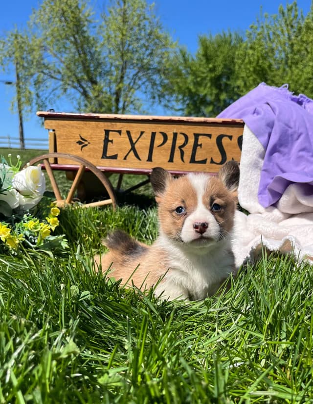 $375 Pembroke Welsh Corgi Puppies❤️🐾Text or Call 717-928-8980 media 13