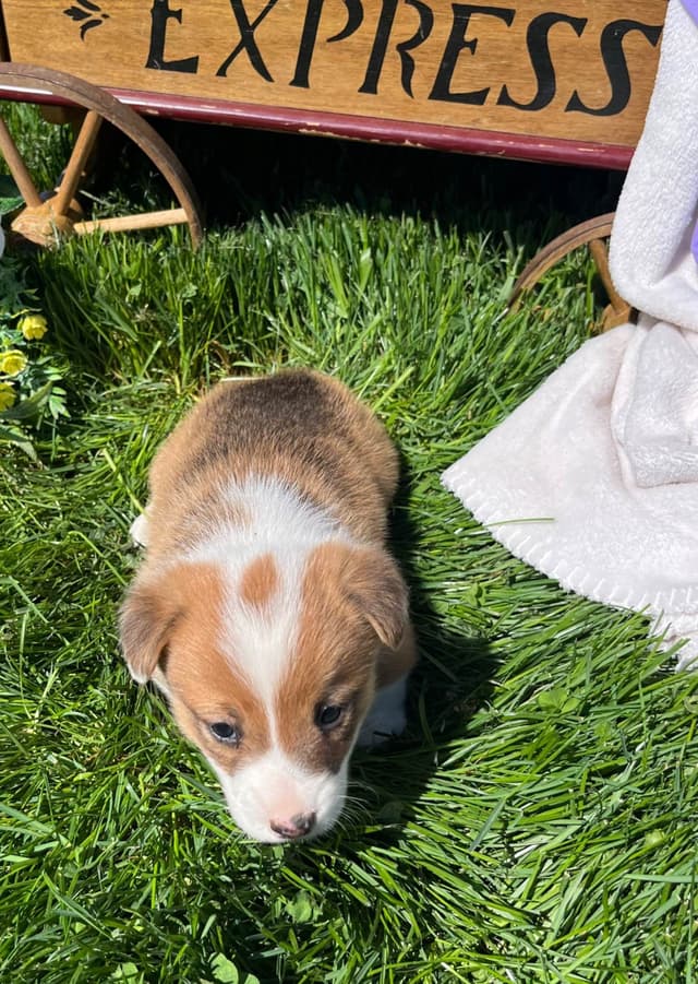 $375 Pembroke Welsh Corgi Puppies❤️🐾Text or Call 717-928-8980 media 14