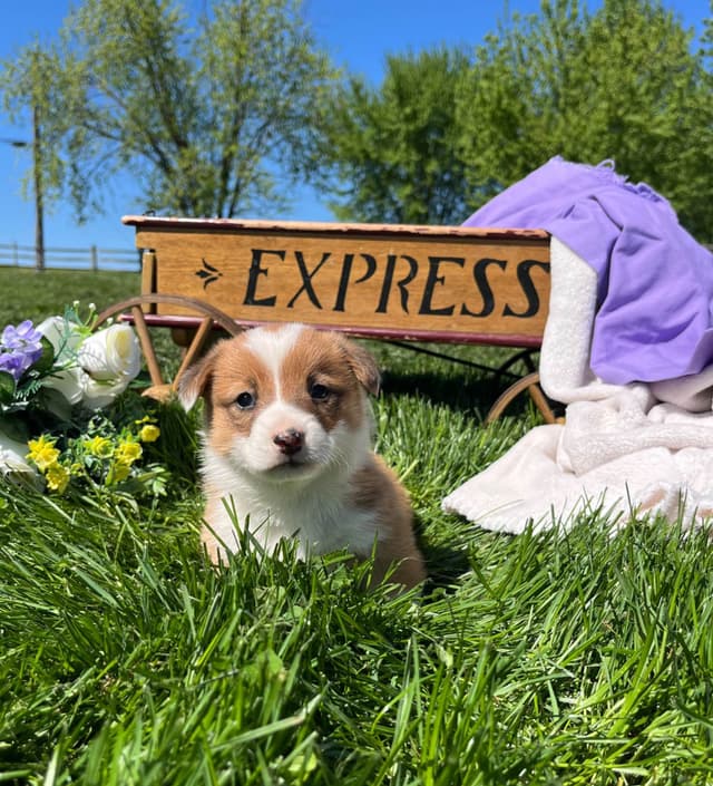 $375 Pembroke Welsh Corgi Puppies❤️🐾Text or Call 717-928-8980 media 15