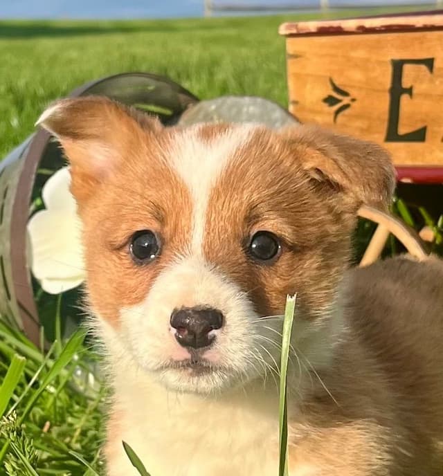 $375 Pembroke Welsh Corgi Puppies❤️🐾Text or Call 717-928-8980 media 6