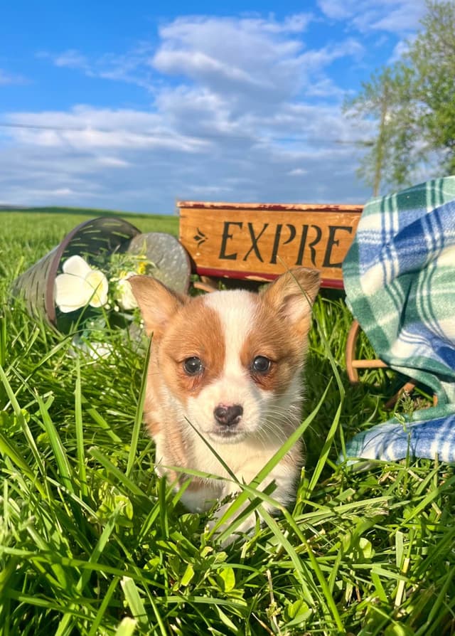 $375 Pembroke Welsh Corgi Puppies❤️🐾Text or Call 717-928-8980 media 7