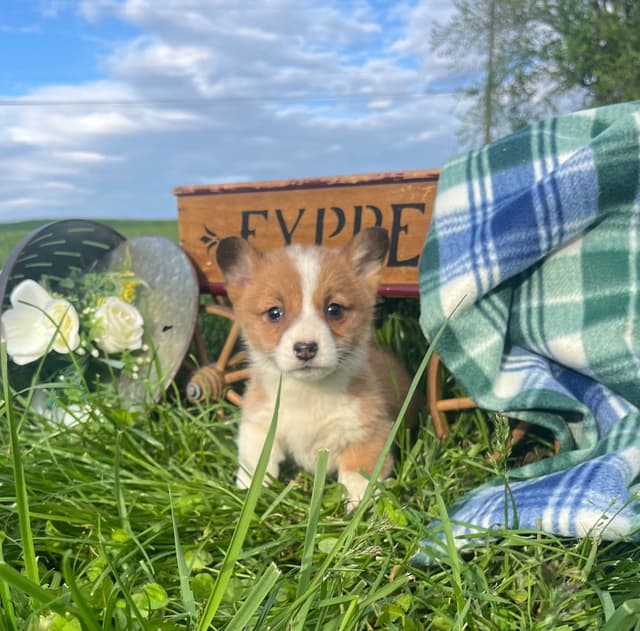 $375 Pembroke Welsh Corgi Puppies❤️🐾Text or Call 717-928-8980 media 10