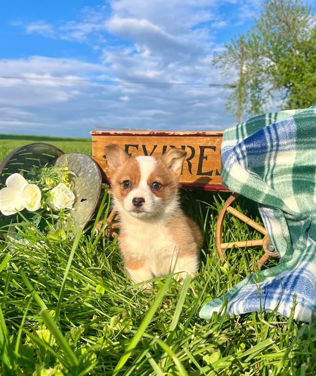$375 Pembroke Welsh Corgi Puppies❤️🐾Text or Call 717-928-8980 media 8