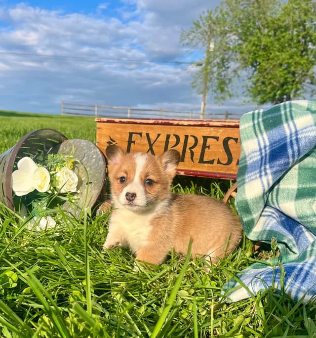$375 Pembroke Welsh Corgi Puppies❤️🐾Text or Call 717-928-8980 media 9