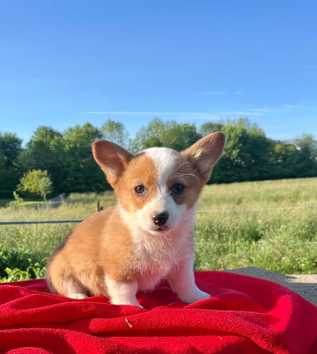 $375 Pembroke Welsh Corgi Puppies❤️🐾Text or Call 717-928-8980 media 2