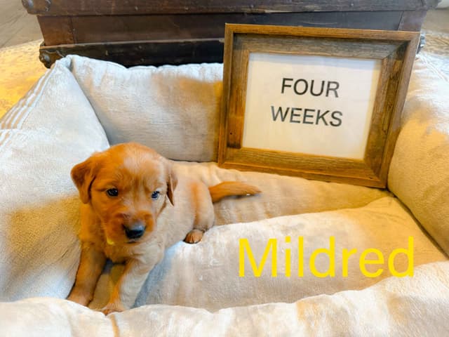Golden Retriever Puppies media 2