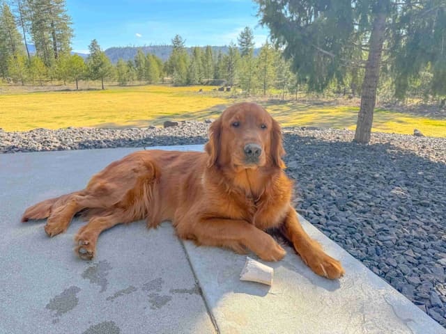 Golden Retriever Puppies media 4