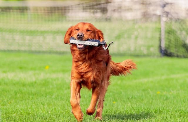 Golden Retriever Puppies media 5