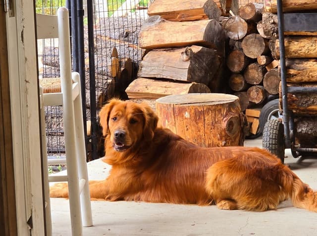 Golden Retriever Puppies media 6