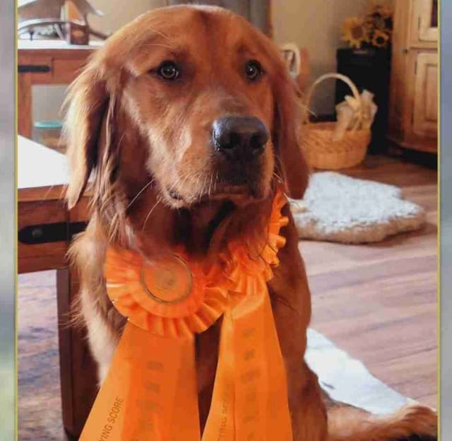 Golden Retriever Puppies media 7