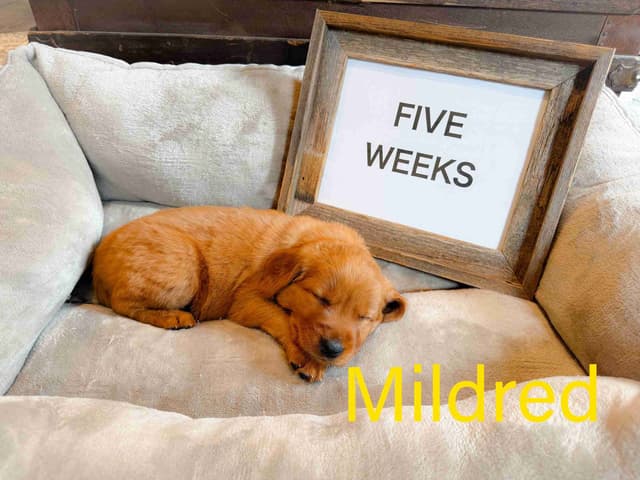 Golden Retriever Puppies media 8