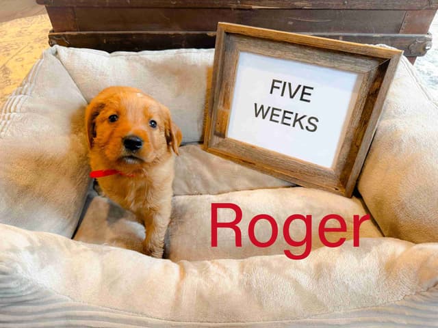 Golden Retriever Puppies media 9