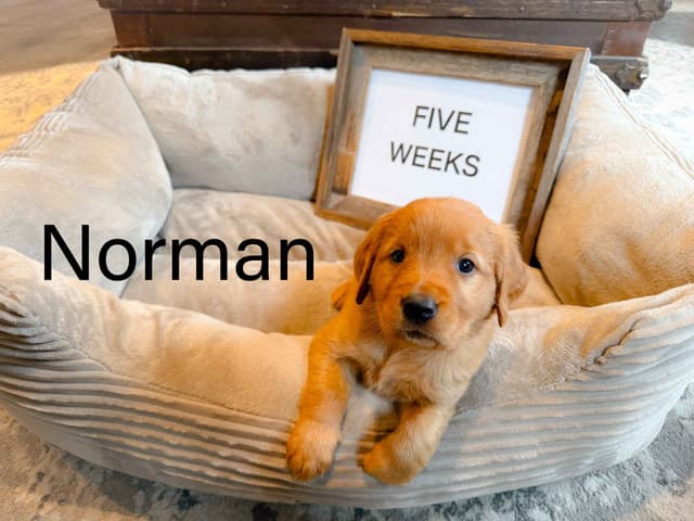 Golden Retriever Puppies media 10