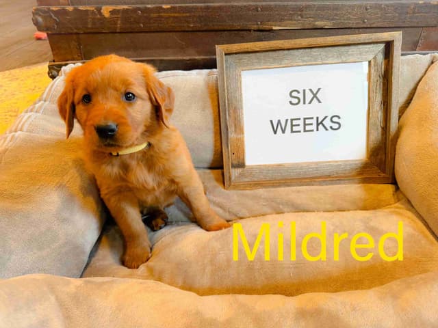 Golden Retriever Puppies media 11
