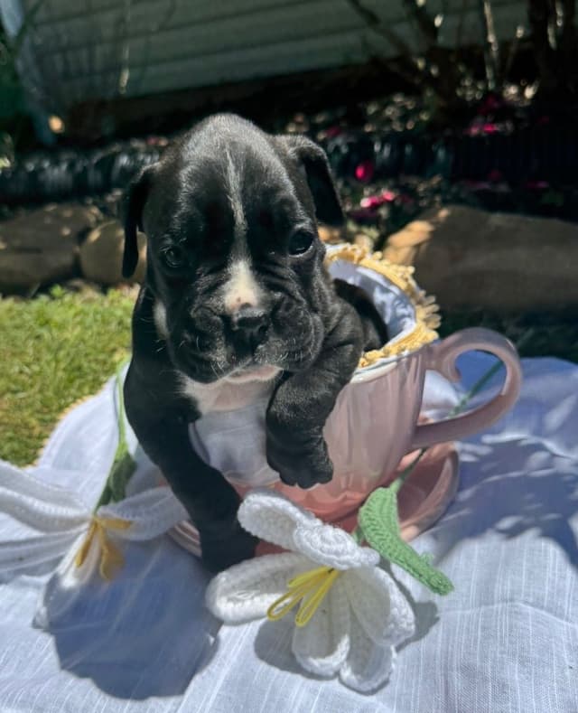 Boxer Puppies media 2