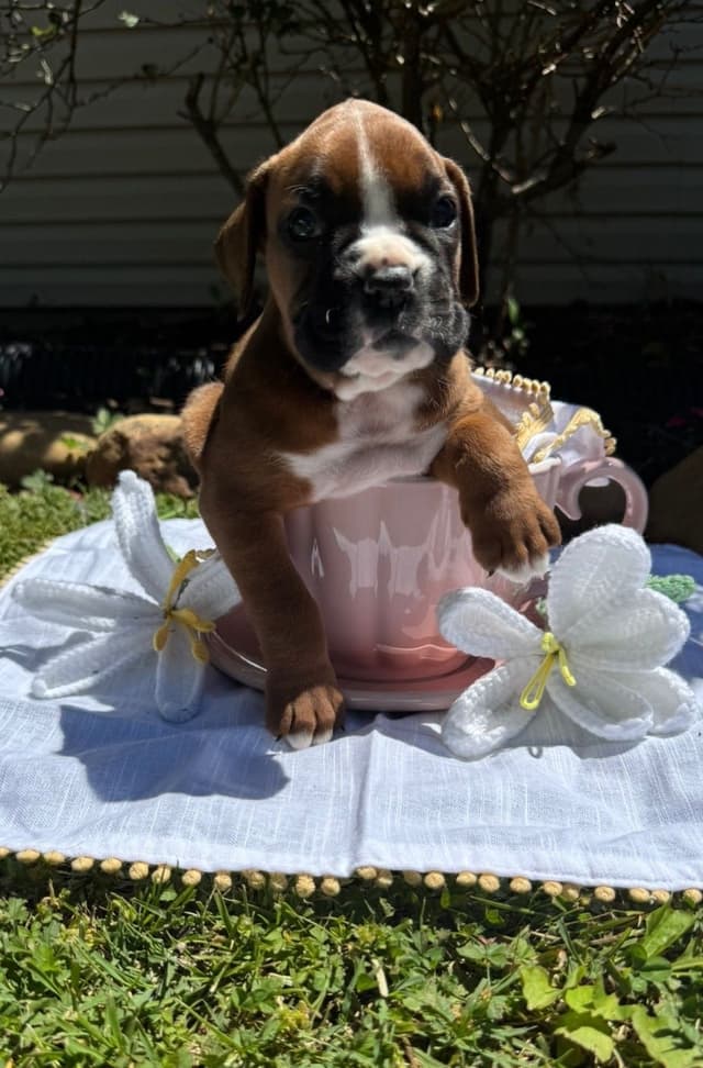 Boxer Puppies media 3