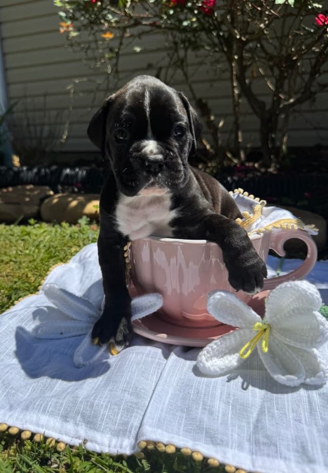 Boxer Puppies media 4