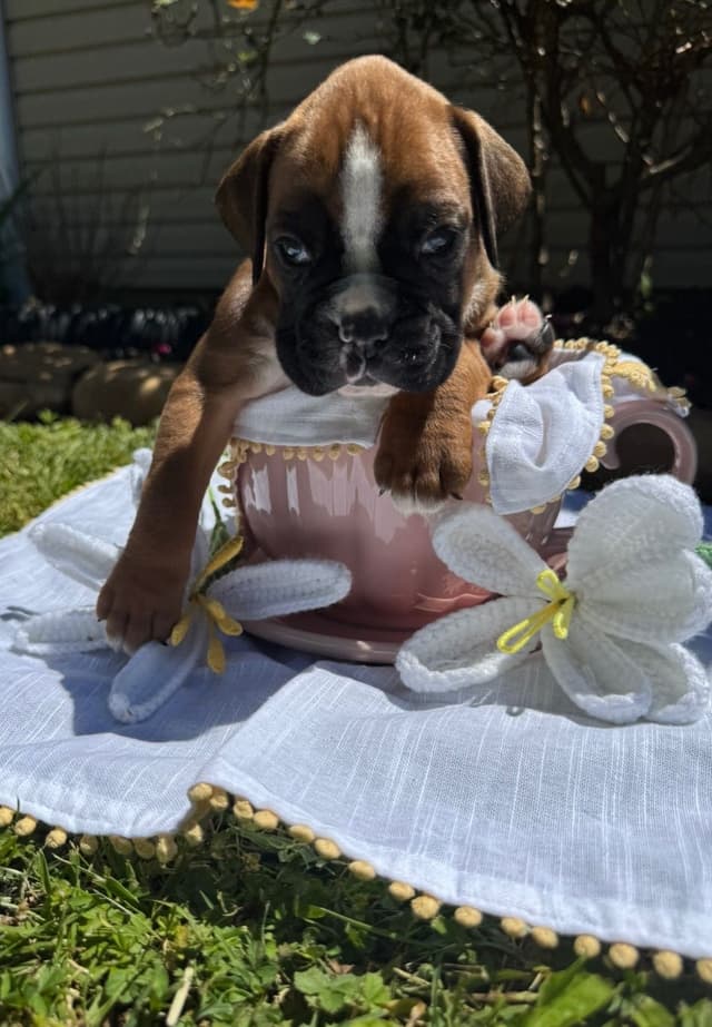 Boxer Puppies media 5
