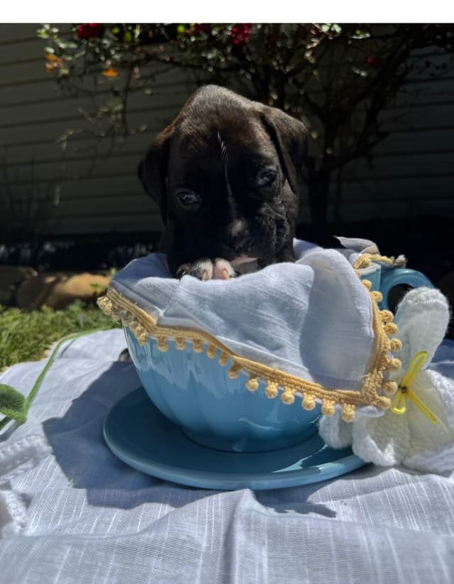 Boxer Puppies media 6