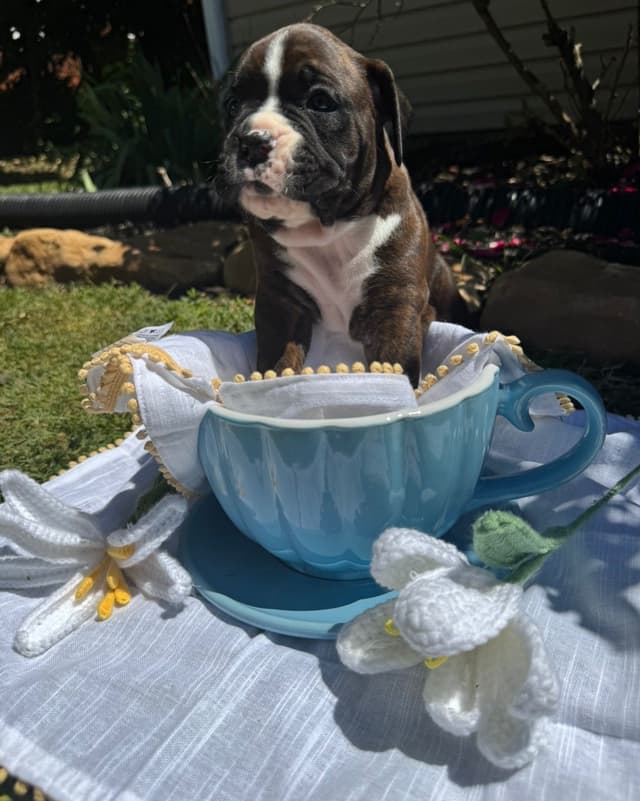 Boxer Puppies media 7