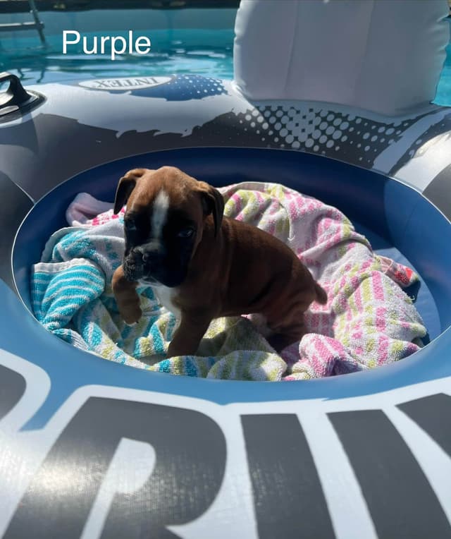 Boxer Puppies media 8