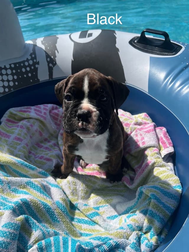 Boxer Puppies media 9