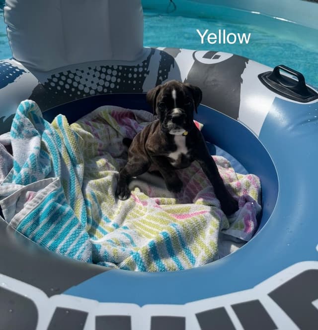 Boxer Puppies media 10