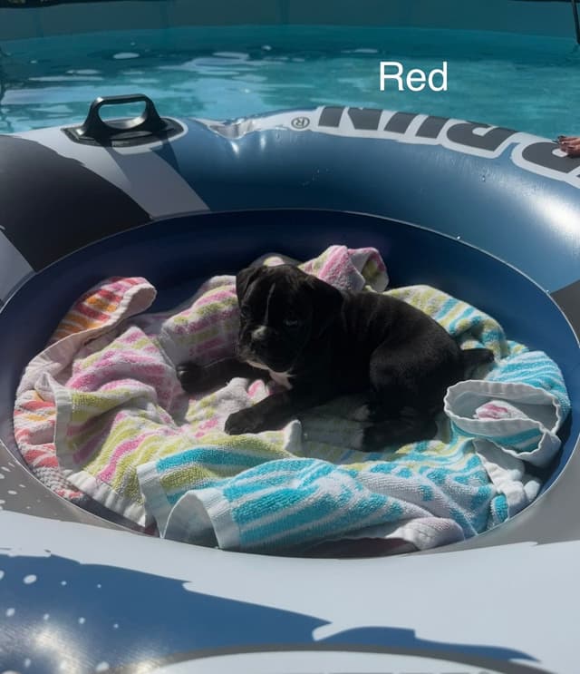 Boxer Puppies media 11