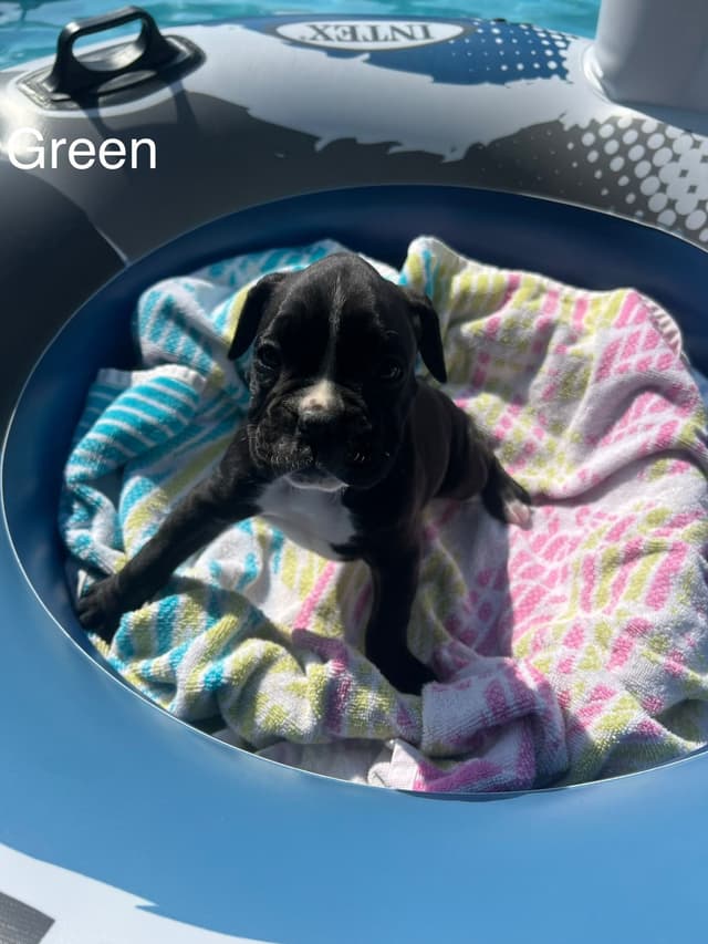 Boxer Puppies media 12
