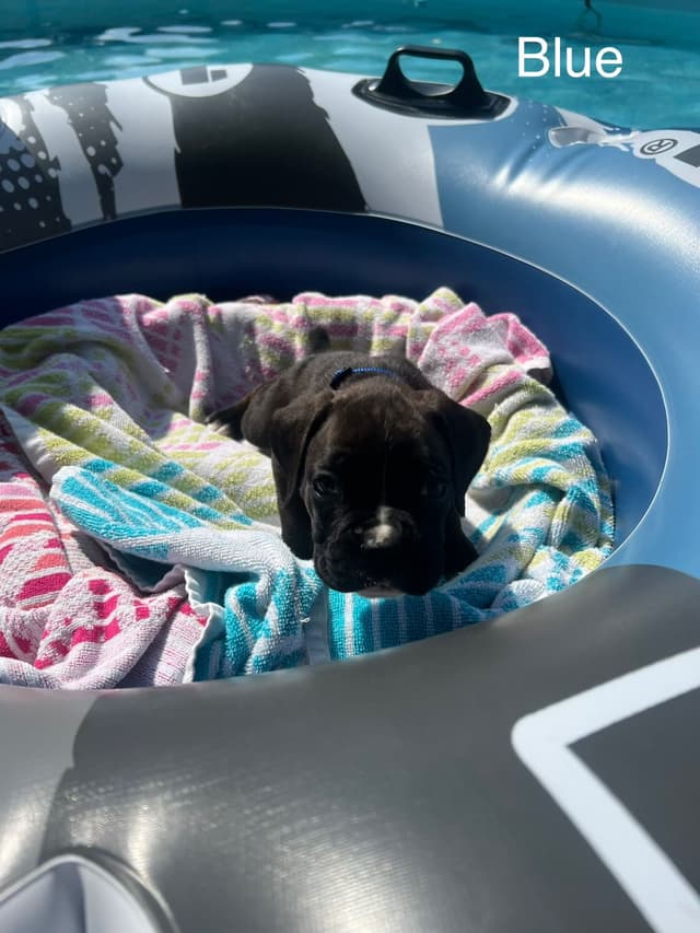 Boxer Puppies media 13