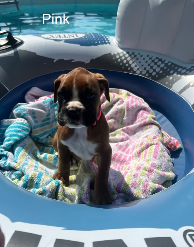 Boxer Puppies media 14